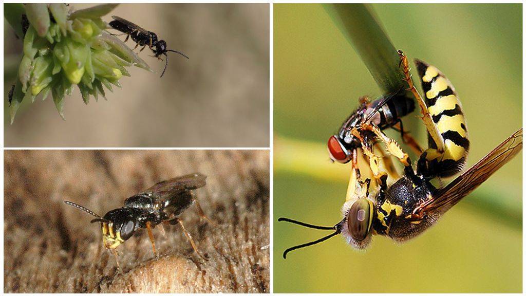 Роющие осы: нужно ли опасаться, какие виды бывают?