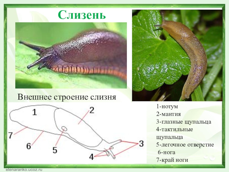 Как побороть слизней на участке