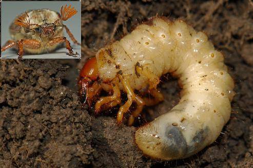 Чем отличаются личинки медведки и майского жука, фото примеры