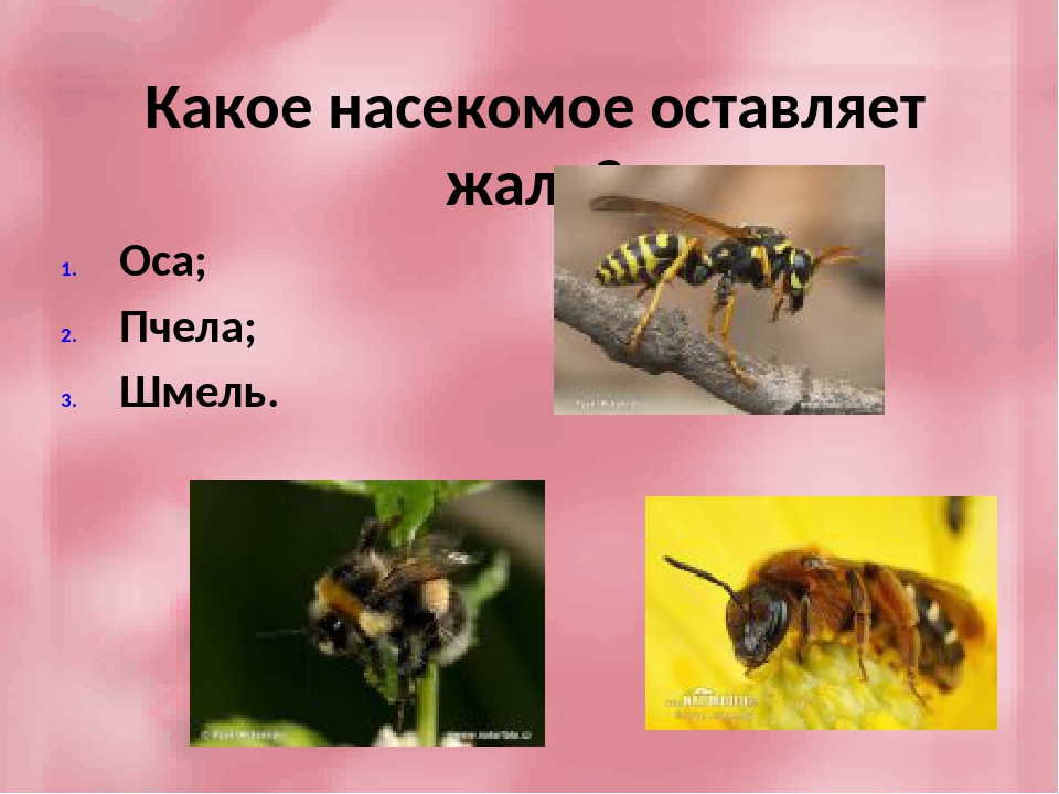 Пчела и шмель - кто это и отличия - premudrosty.ru