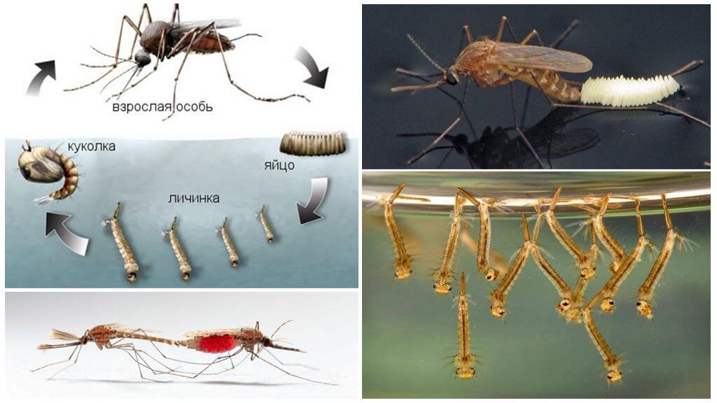 Сколько живёт комар?