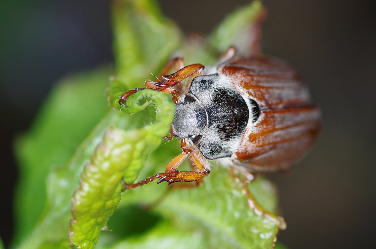 Борьба с личинками майского жука на клубнике: чем и когда обработать