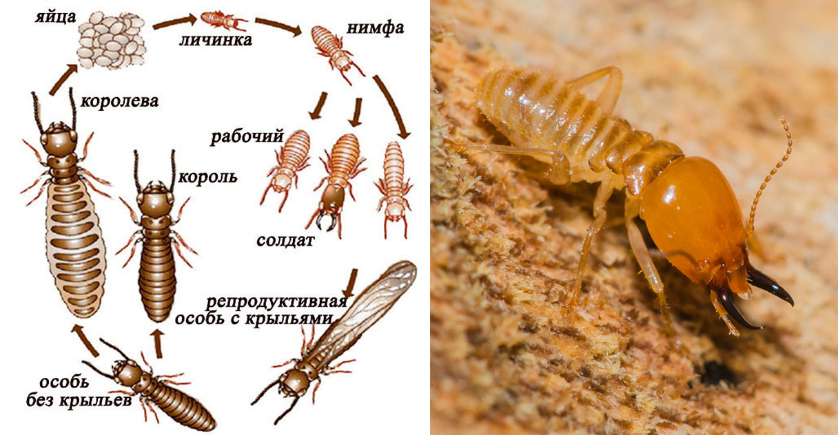 Термиты фото и описание как бороться с ними