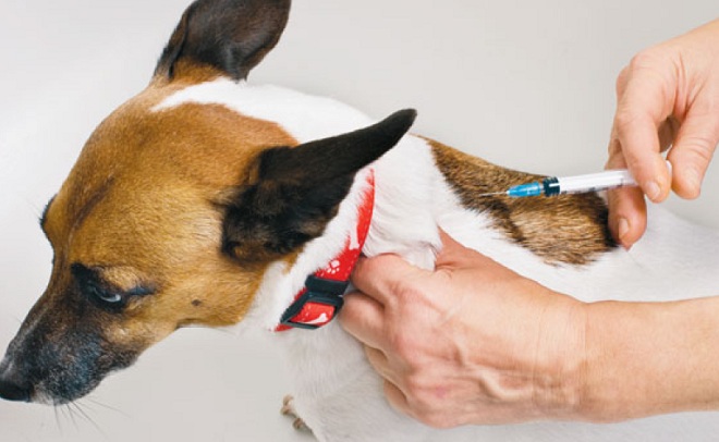 Прививка от клещей для собак – факты и заблуждения