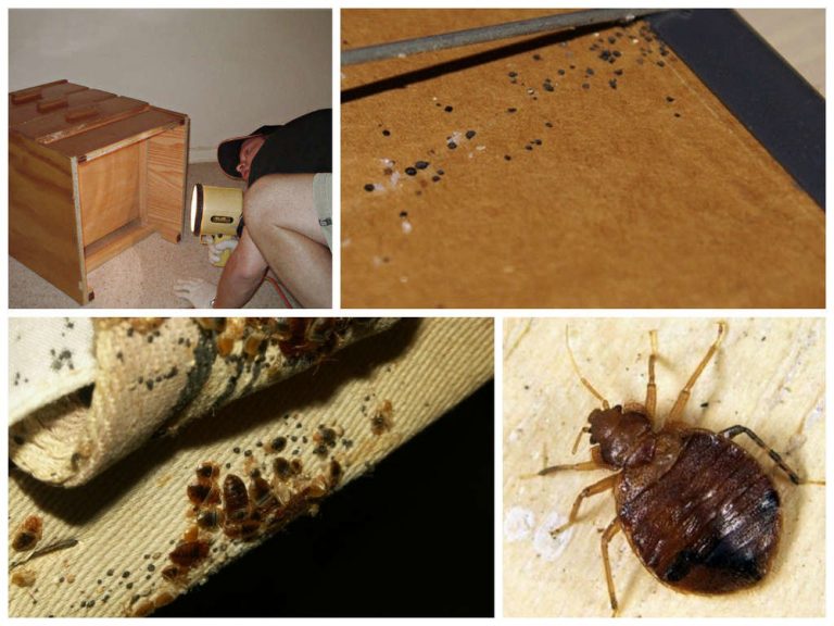 Черные тараканы в квартире: как избавиться народными средствами