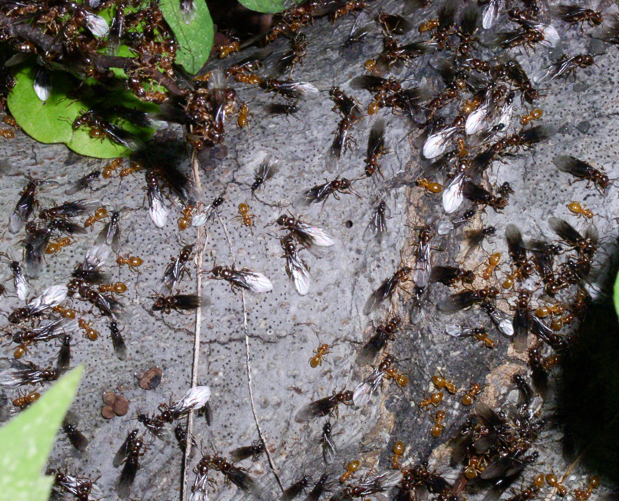 Летающие муравьи – описание и способы избавления