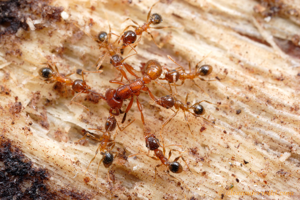 Лесные рыжие муравьи – фото и описание