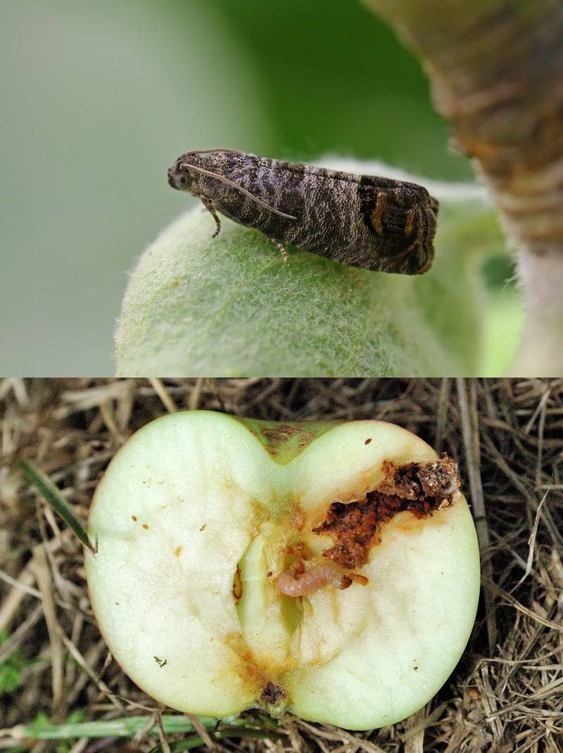 Гусеницы на яблоне: как бороться во время плодоношения, народные средства