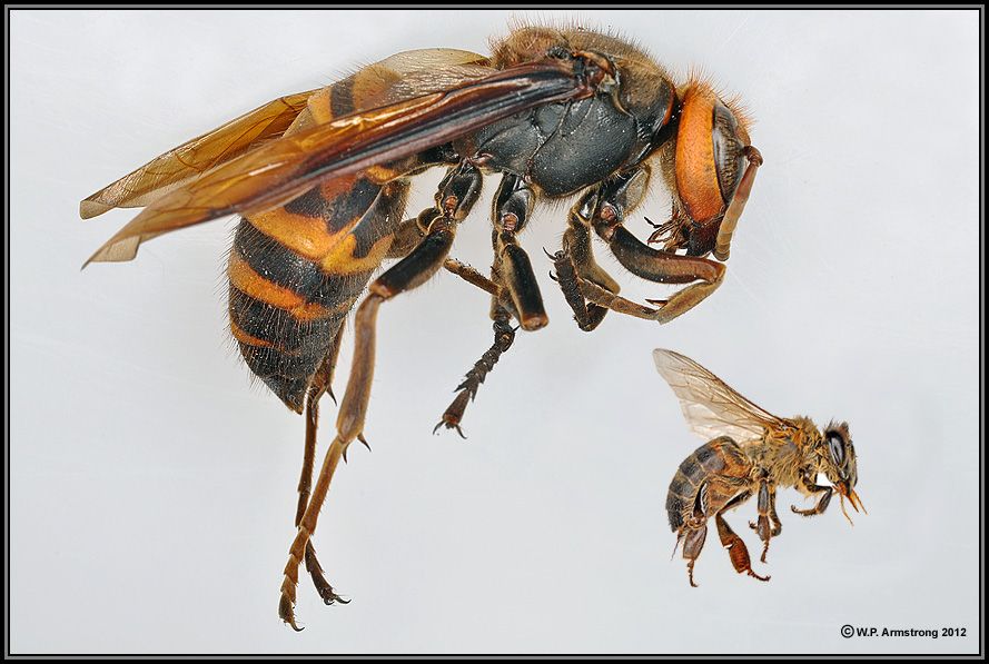 Виды шершня: обыкновенный, гигантский, азиатский и другие / как избавится от насекомых в квартире