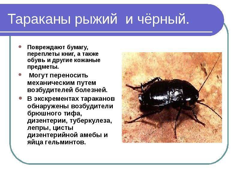 Холестерин, вредные жиры и метаболический синдром – от каких продуктов питания лучше отказаться