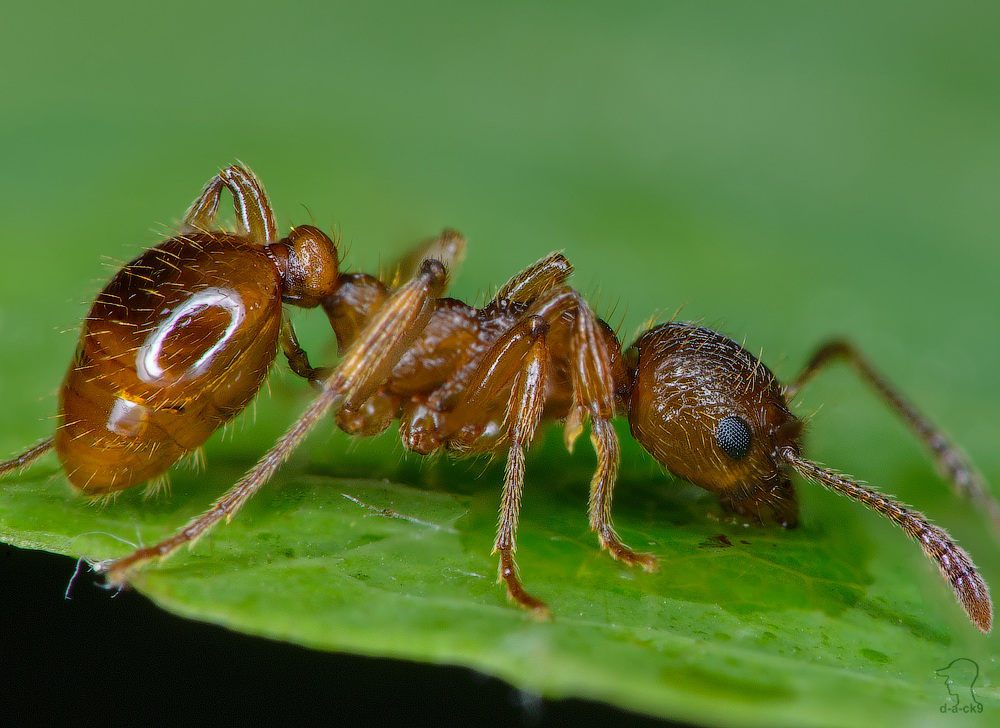 Муравьи-бульдоги — википедия. что такое муравьи-бульдоги