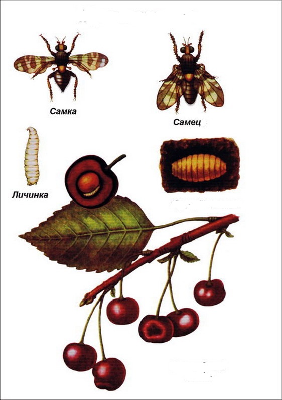 Как бороться с вишневой мухой: чем обработать черешню и вишню от вредителя, ловушки