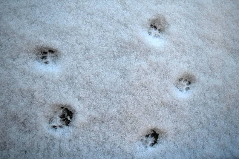 Следы крысы на снегу – фото и описание