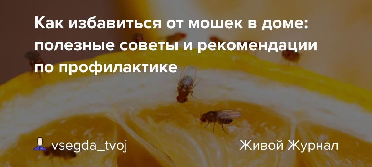 Эффективные способы как избавиться от фруктовых мошек