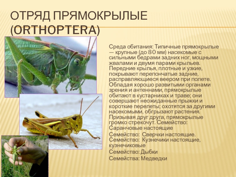 Как отличить саранчу и кузнечика – кто больше по размерам, особенности каждого насекомого | дезинфекция, дезинсекция, дератизация - информационный портал