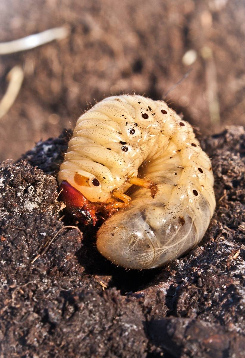 Борьба с личинками майского жука на клубнике: как избавиться от вредителя