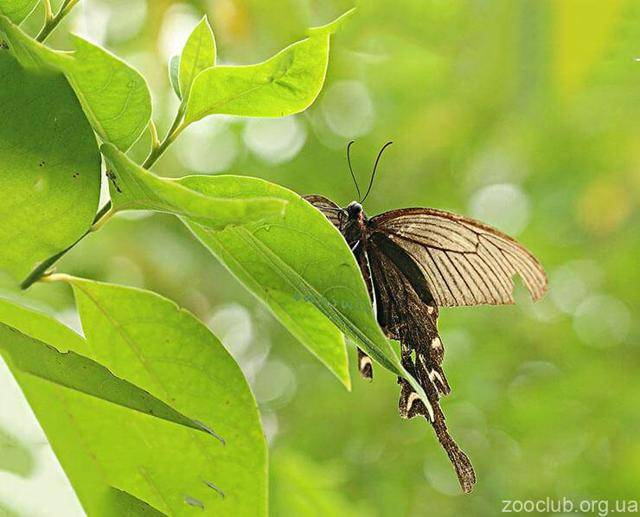 Бабочка — как выглядят, строение, виды, питание, превращение, фазы жизни + 118 фото