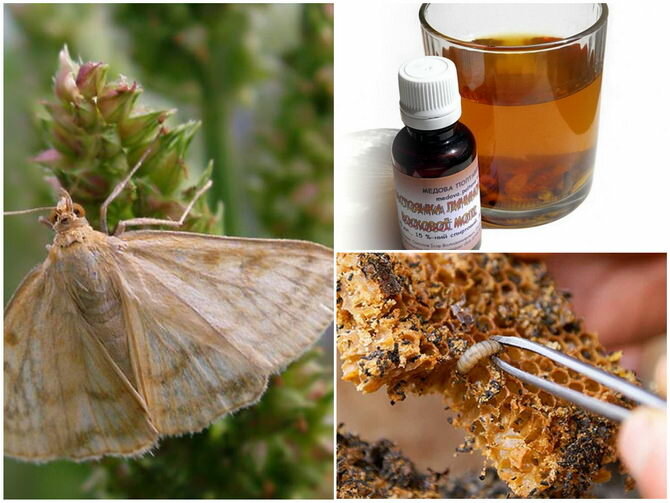 Настойка и экстракт пчелиной моли от различных заболеваний