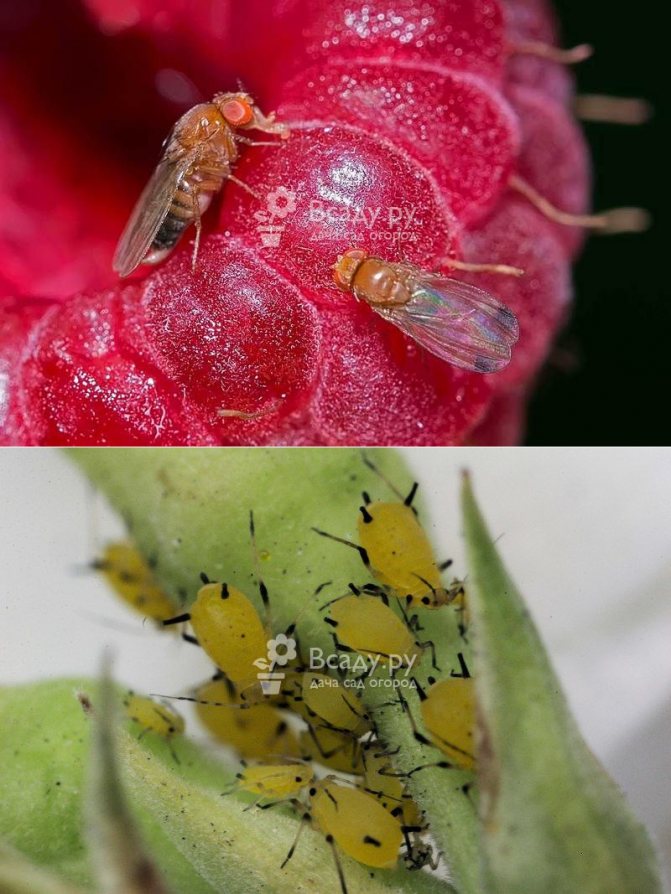 Малиновая стеблевая муха: методы борьбы с ней, чем обрабатывать весной и летом в качестве профилактики, причины заражения