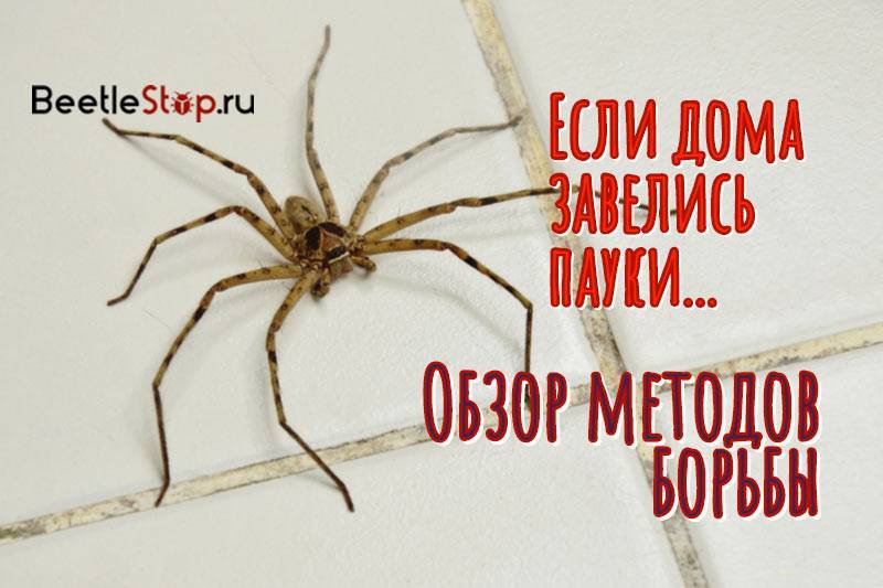 Как избавиться в доме от пауков доступными средствами – 11 способов