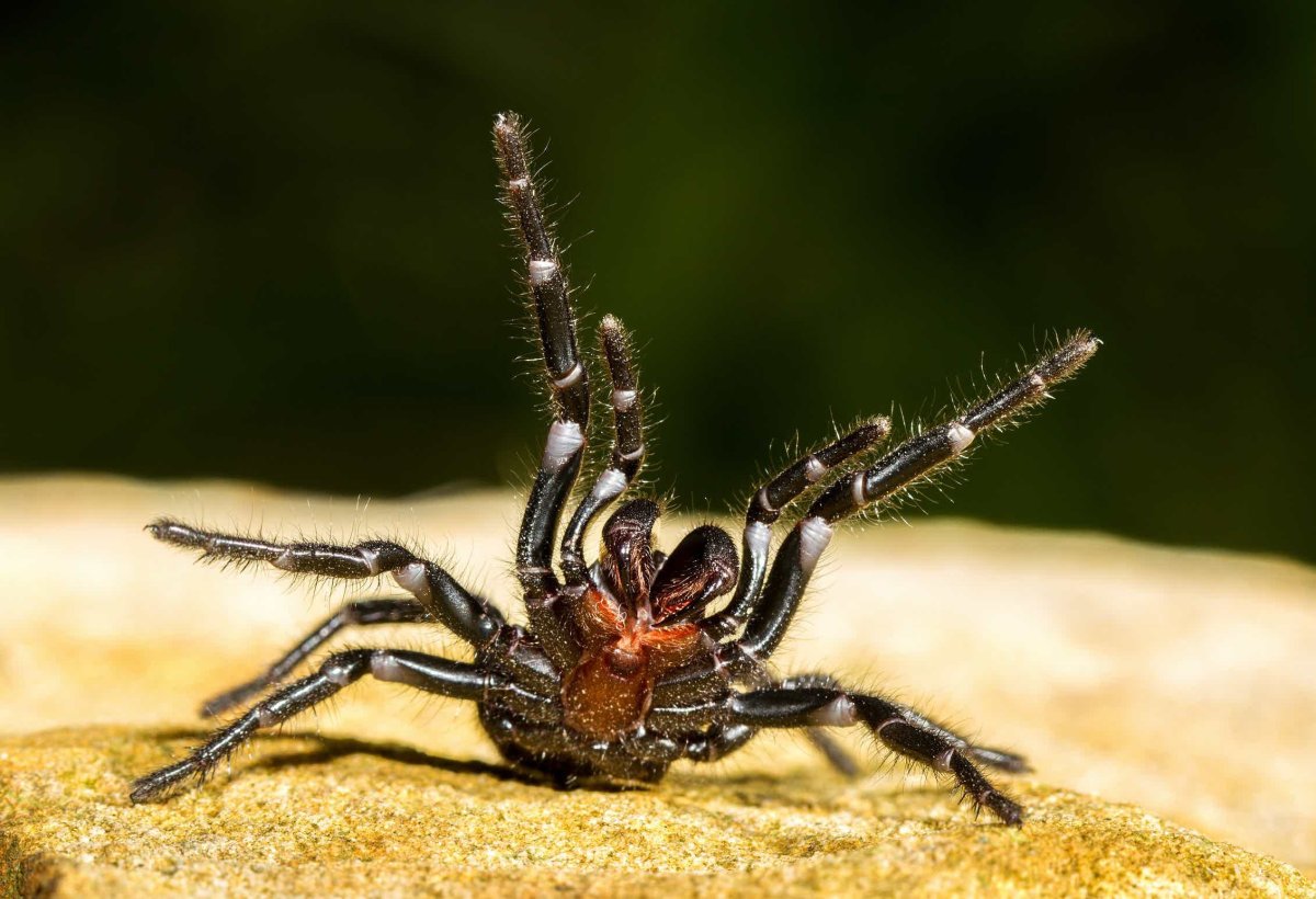 Сиднейский воронковый паук