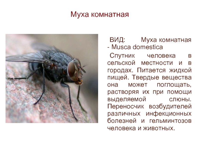 Домашние мухи переносят гораздо больше инфекции, чем считалось ранее - izdaniemed