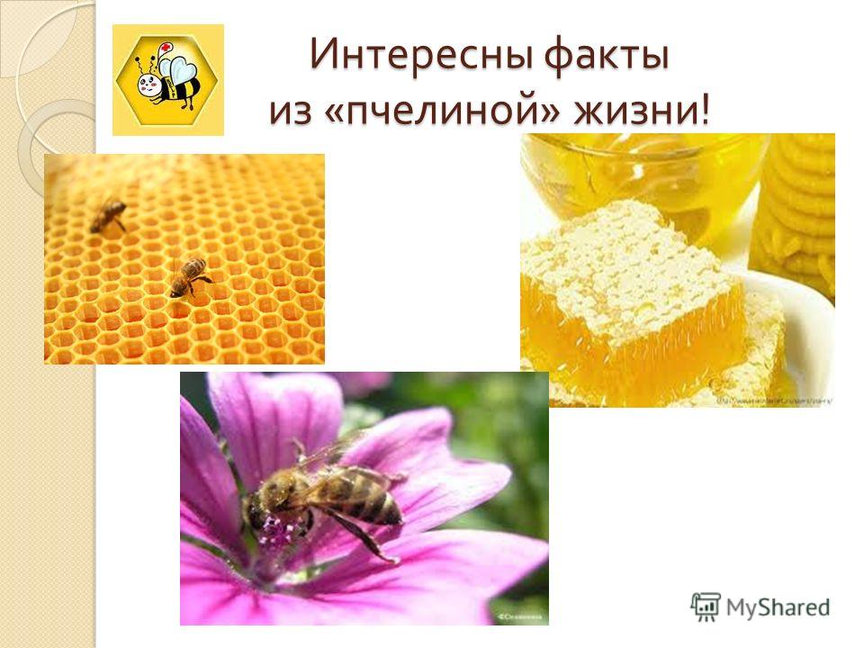 Удивительные факты о пчелах