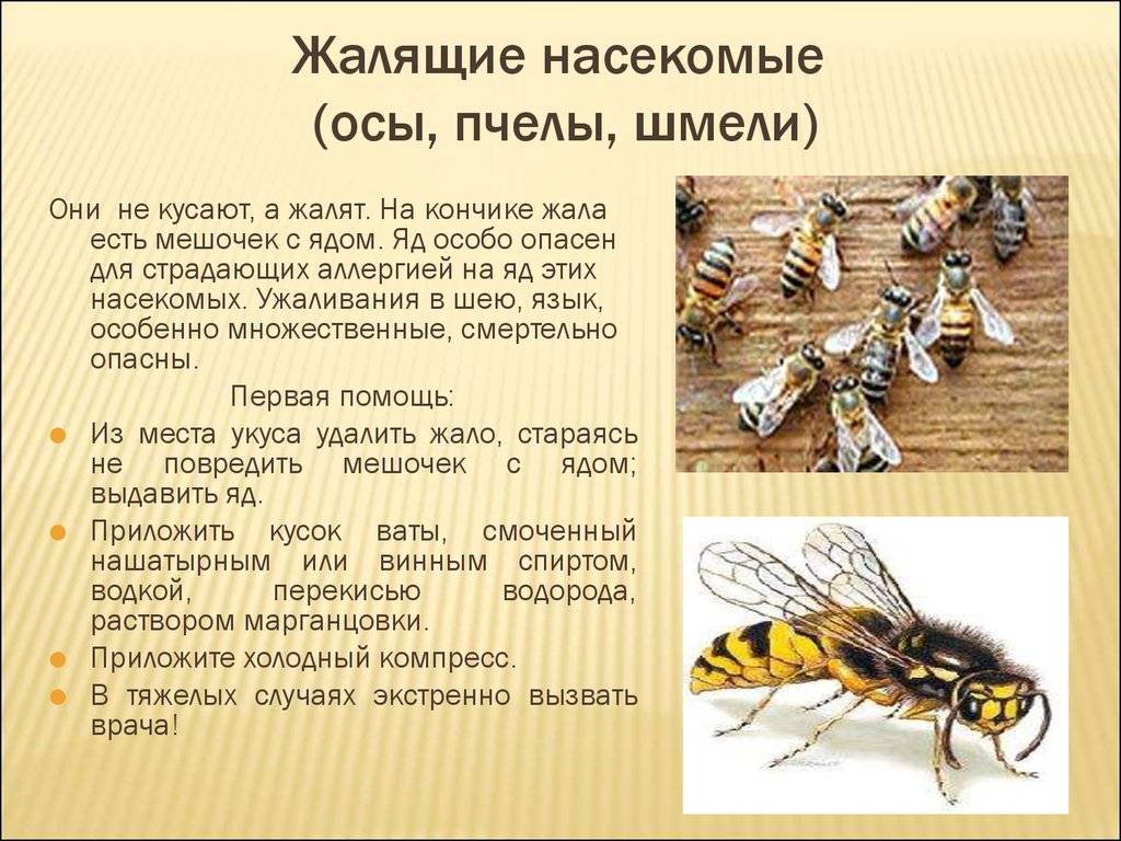Для чего нужны осы в природе