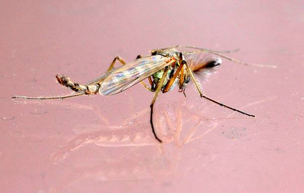 Сколько живет комар: в квартире, после укуса и без крови человека?