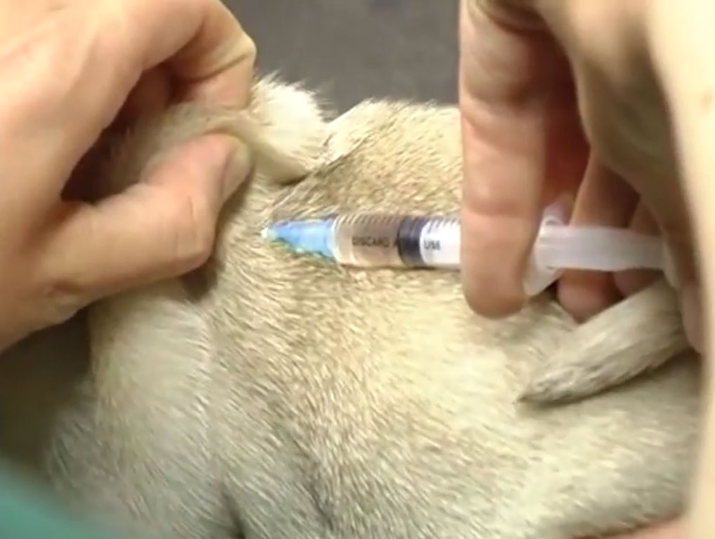 Прививка от клещей для собак — факты и заблуждения