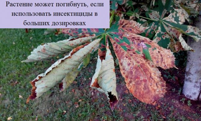 Каштановая минирующая моль: способы борьбы и меры профилактики