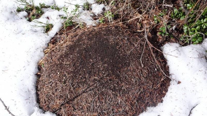 Как зимуют муравьи в муравейнике и что они делают зимой?