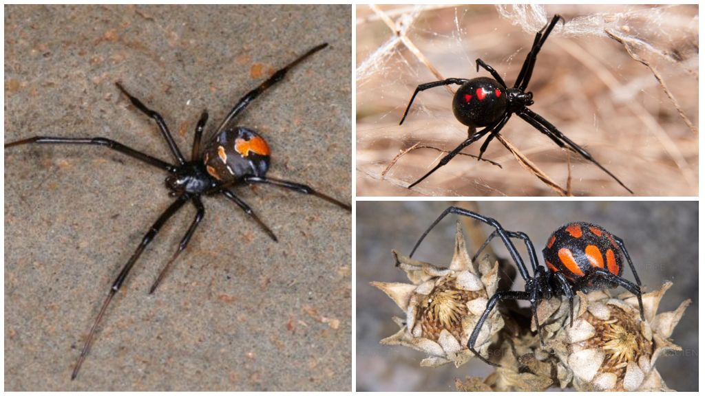10 самых ядовитых пауков россии - каракурт и другие опасные виды
10 самых ядовитых пауков россии - каракурт и другие опасные виды