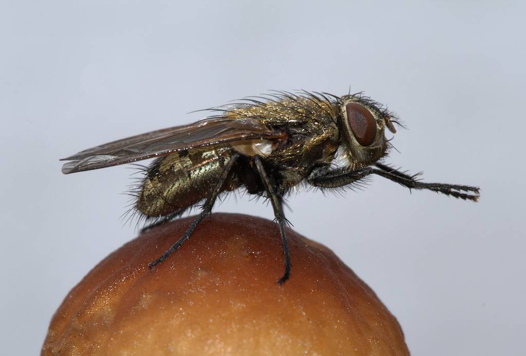 Как размножаются мухи обыкновенные