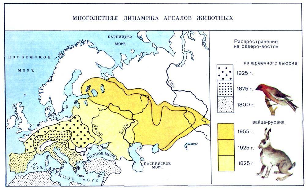 Ласка: описание животного, чем питается, среда обитания