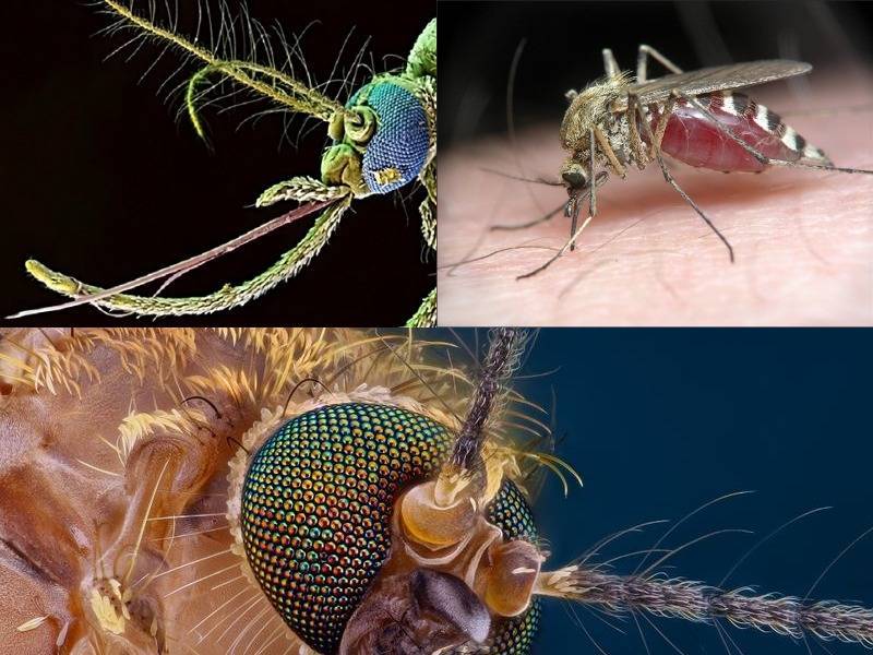 Интересные факты о комарах – увлекательно о простом