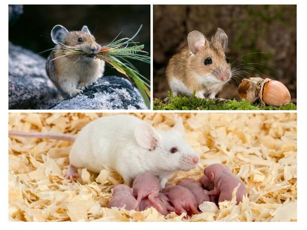 Питание домашних мышей