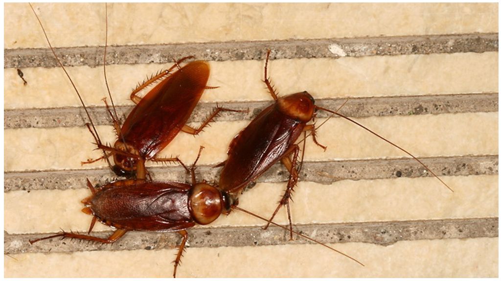 Всё о тараканах: почему называют стасиками, как выглядят, чем питаются