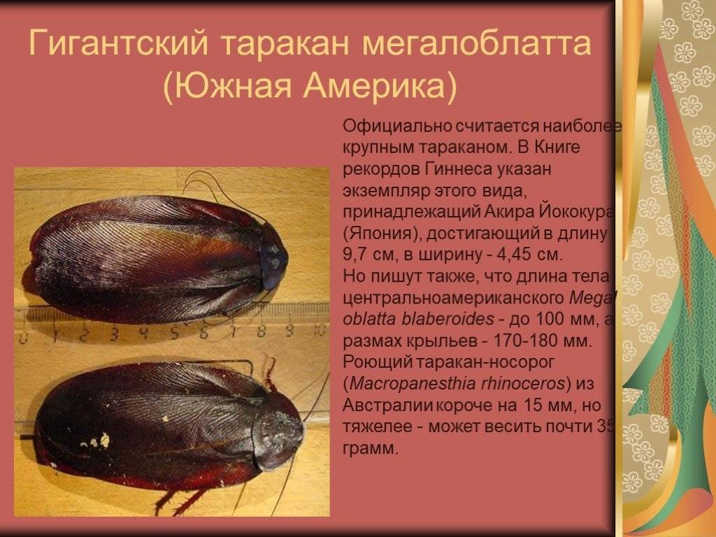Огромный таракан: 10 самых крупных представителей семейства в мире