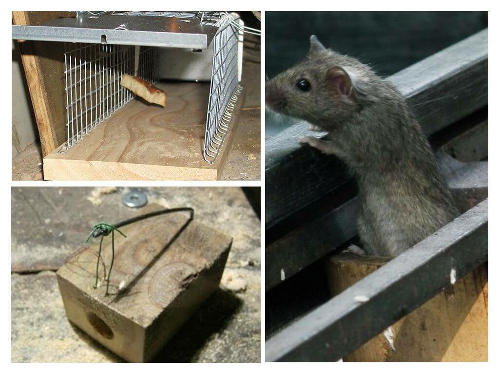 Клей от мышей и крыс: инструкция по применению. клей против крыс, мышей и других грызунов