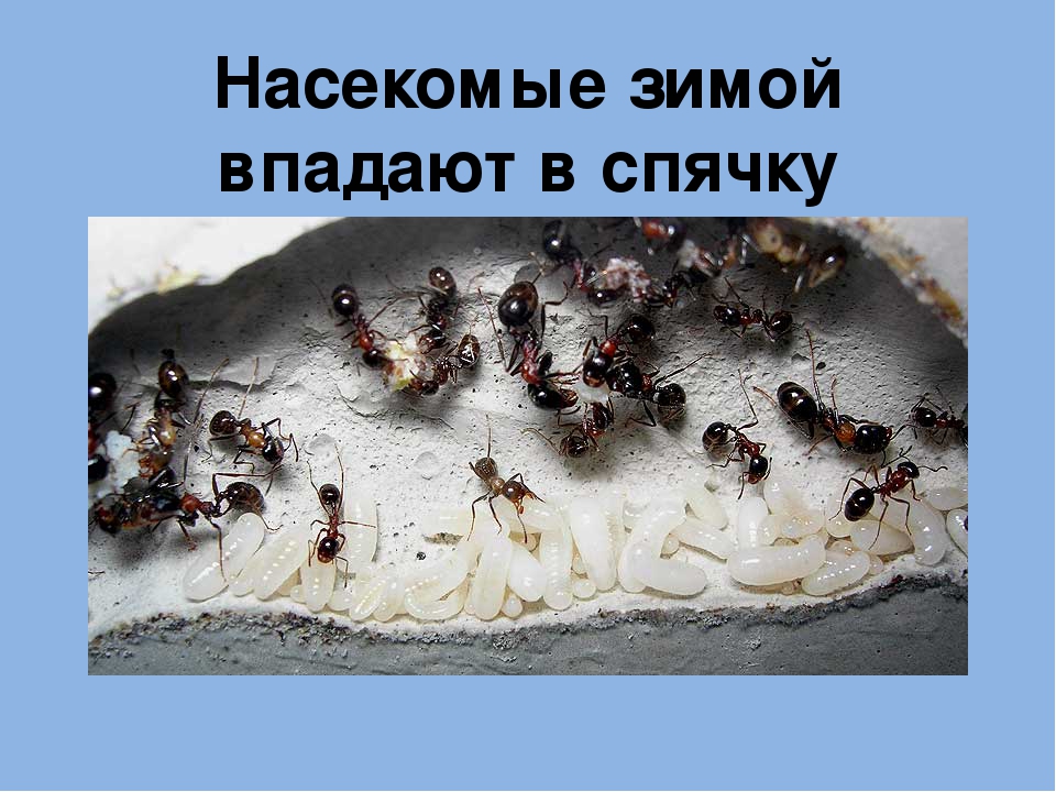 Образ жизни муравьев: спят ли насекомые и как проводят зиму?