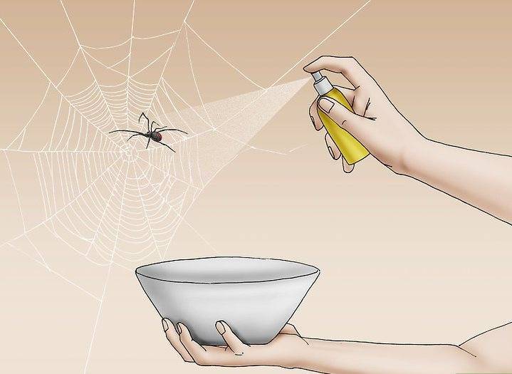 Пауки в доме: как избавиться, средство от пауков, народные приметы