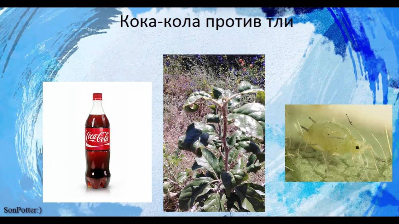 Кока-кола против муравьев - как использовать против тли и муравьев