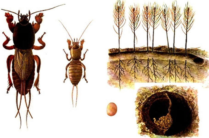 Личинка медведки и майского жука: в чем отличие и как выглядят