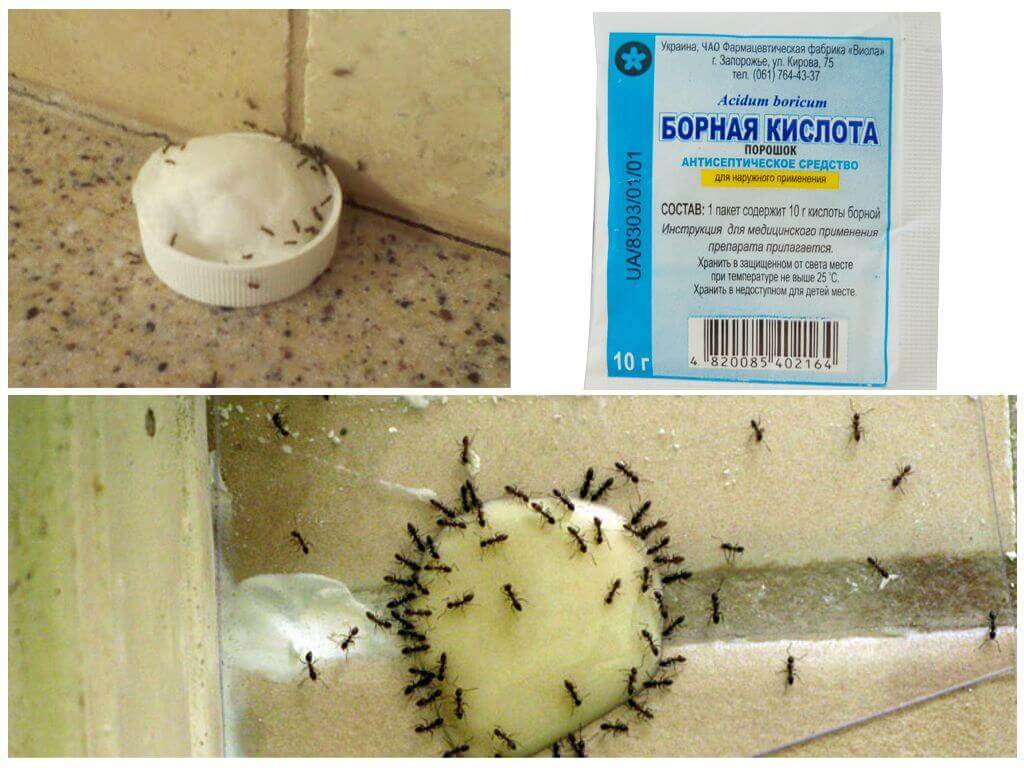 Как избавиться от муравьев в квартире с помощью буры и борной кислоты