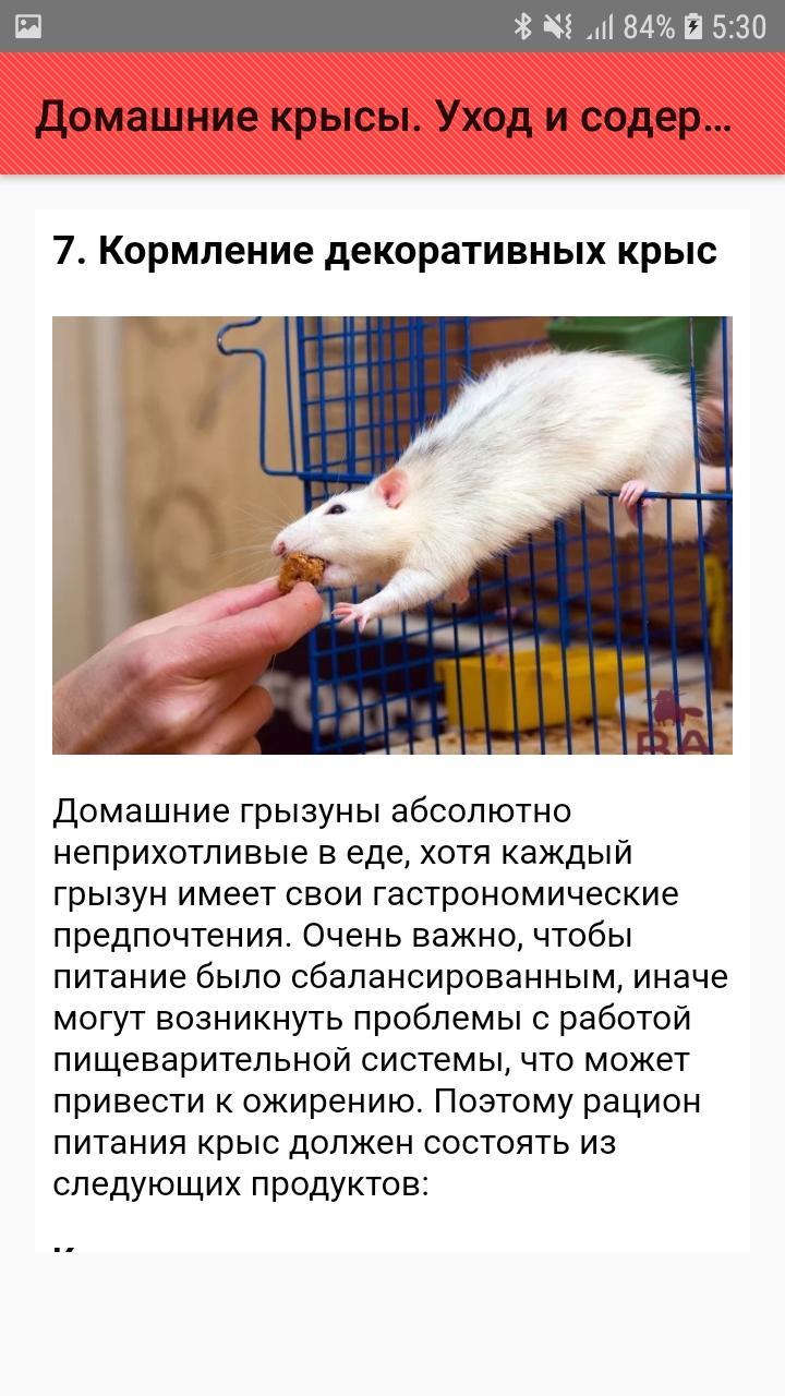 Крыса дамбо: уход и содержание в домашних условиях, чем кормить, сколько живут, чем отличается от обычной, плюсы и минусы, характер