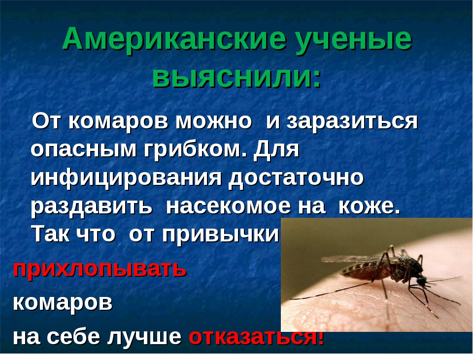 Чем опасны укусы комаров? - дезинфекция спб