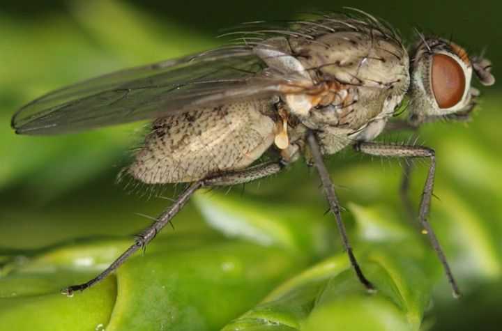 Как избавиться от капустной мухи на огороде