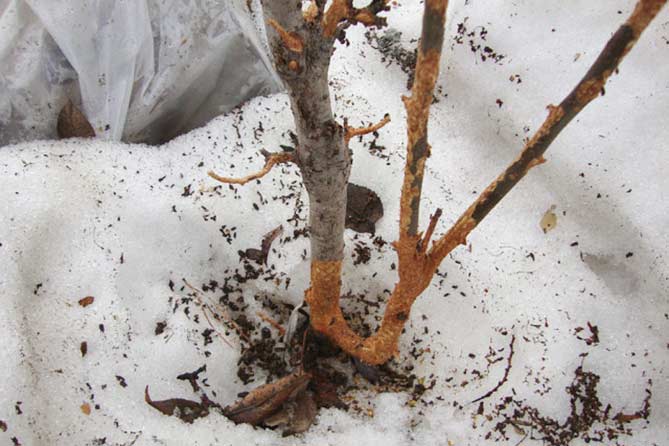 Кору яблони погрызли грызуны: как можно спасти дерево с поврежденной корой, чем обработать ствол