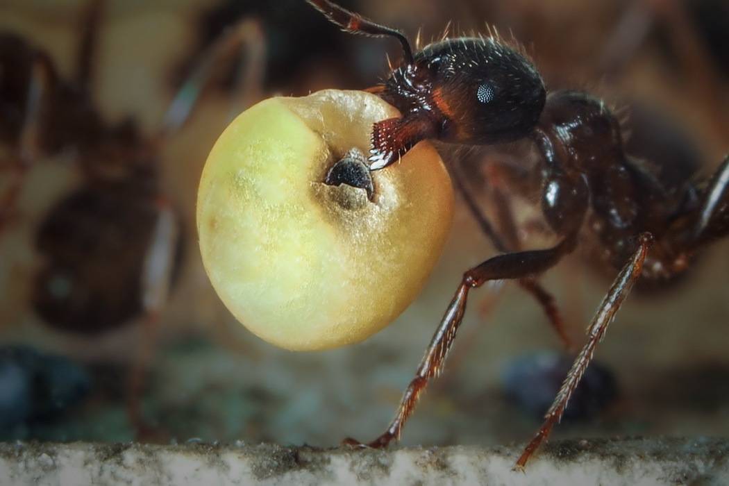 Что едят муравьи в домашних условиях
